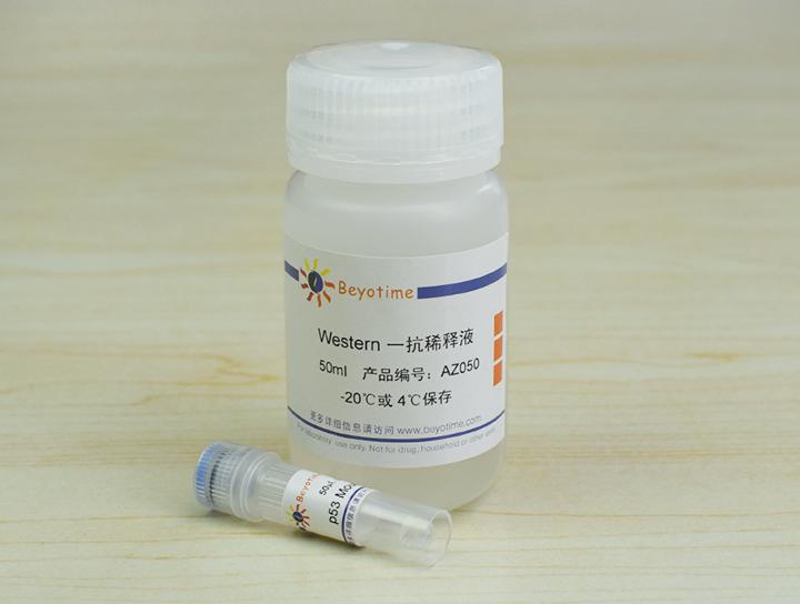 p53 Mouse Monoclonal Antibody